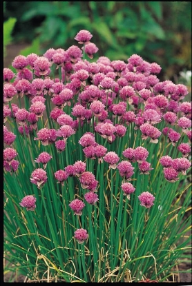 Picture of Chives